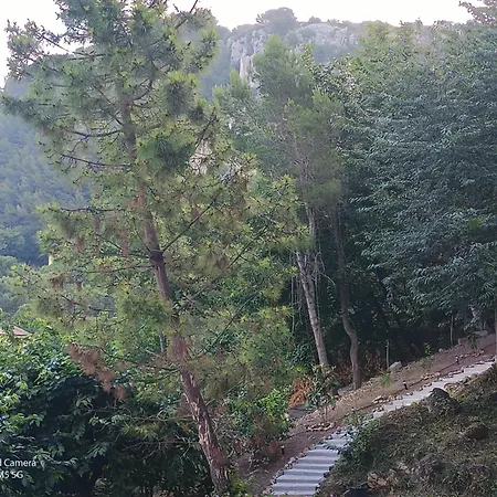 Dans Don Quijote نيس